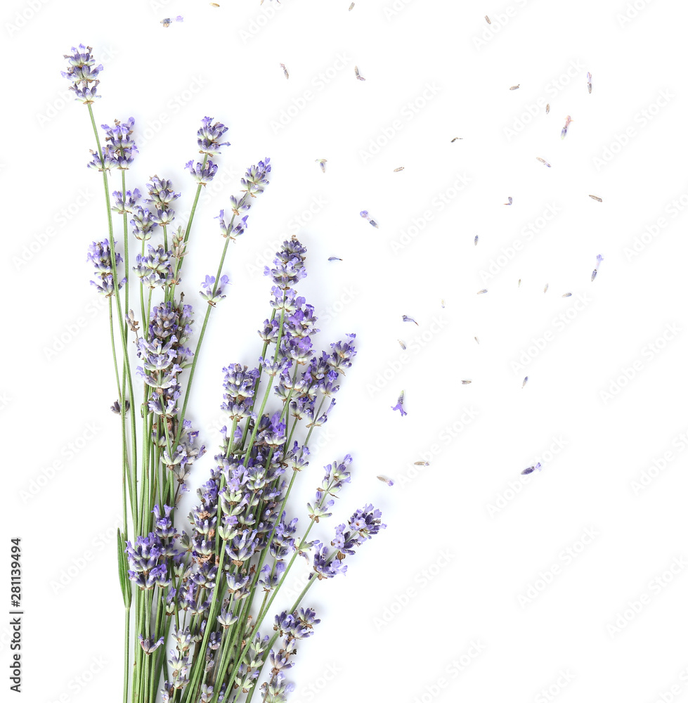 美丽的淡紫色花朵，白色背景