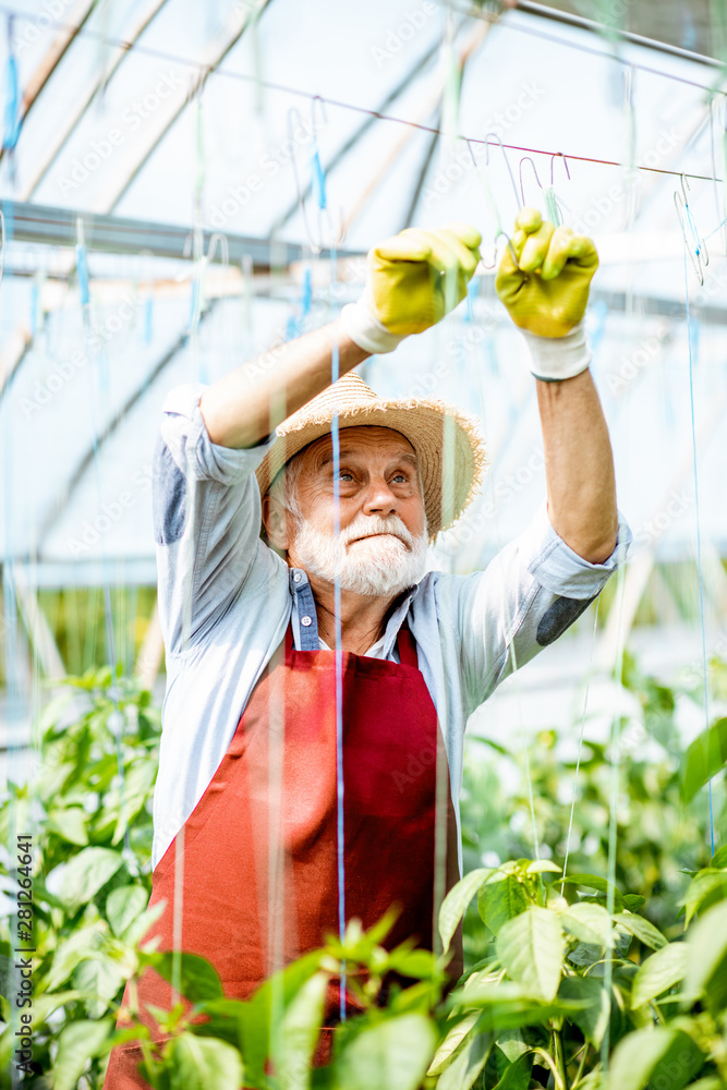 Senior man growing sweet peppers, tying the branches up in the hothouse on a small agricultural farm