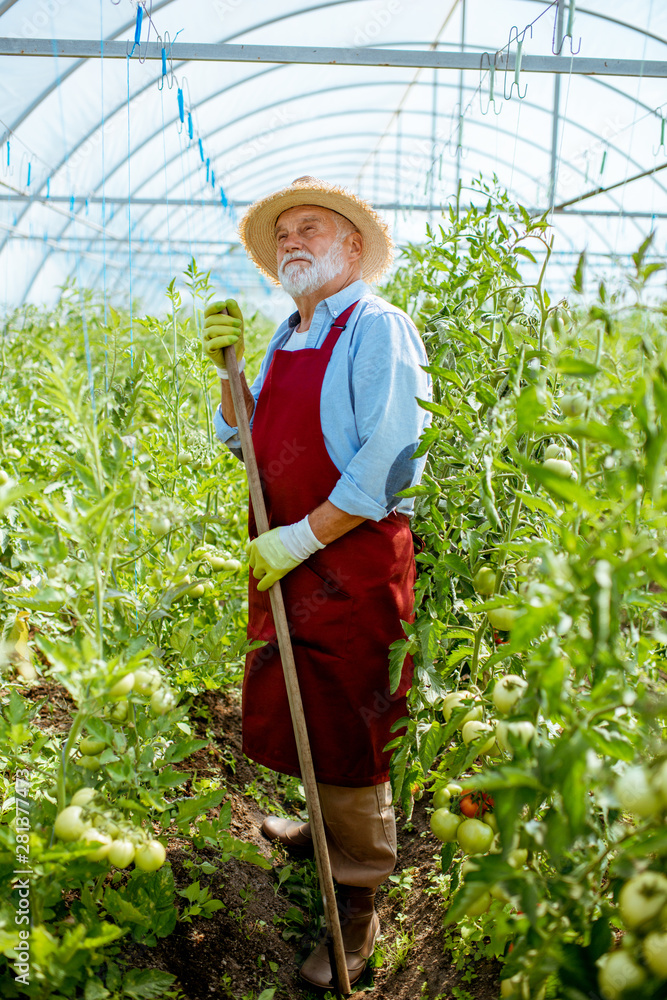 老人在温室的番茄种植园里用工作工具耕种土地。正在f上工作
