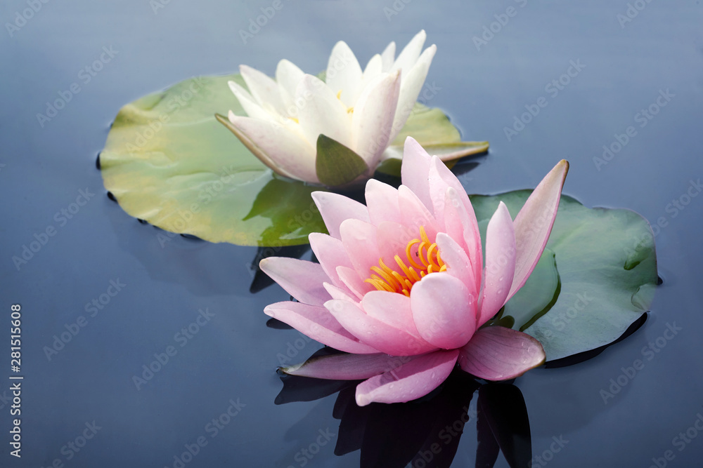 池塘上盛开的粉色和白色莲花或睡莲