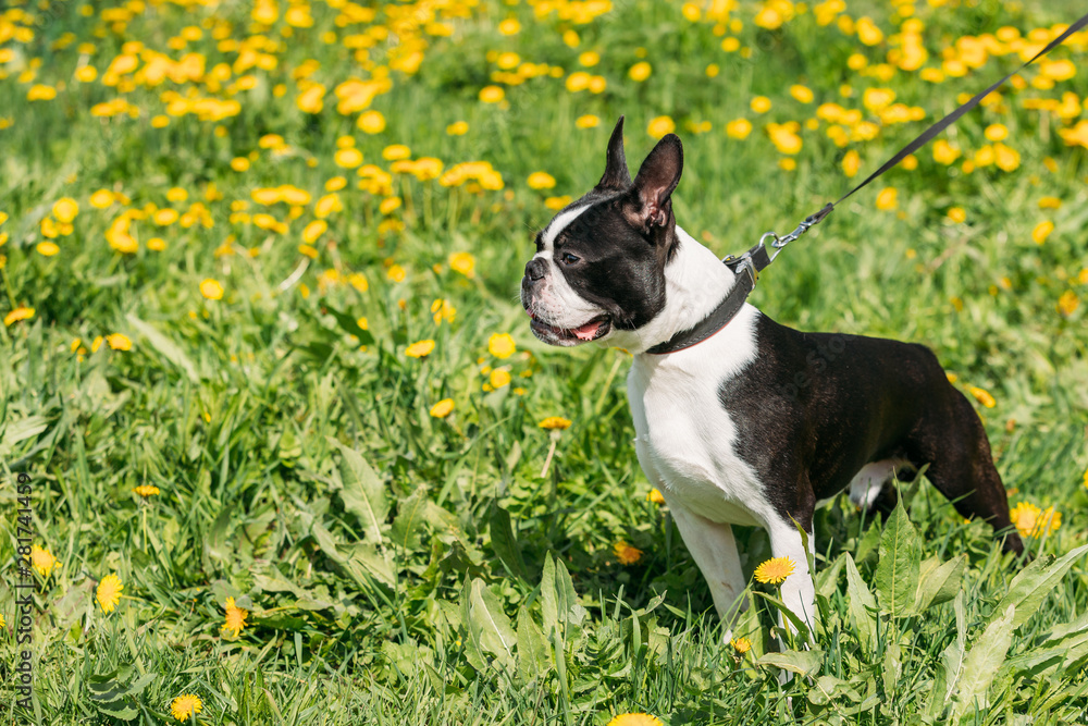 有趣的年轻波士顿斗牛梗犬户外绿色春天草地上开着黄色花朵。顽皮的宠物