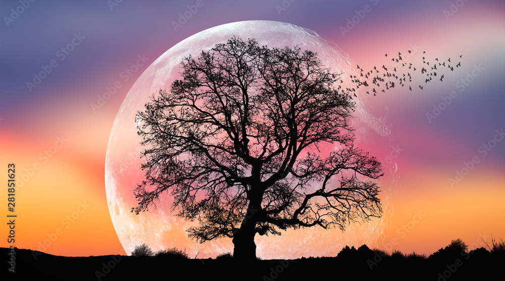 背景是一棵孤独的树，背景是令人惊叹的日落时的大满月。thi元素