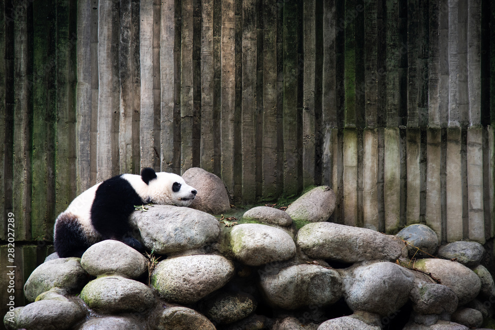 睡在成都繁殖中心的疲惫熊猫