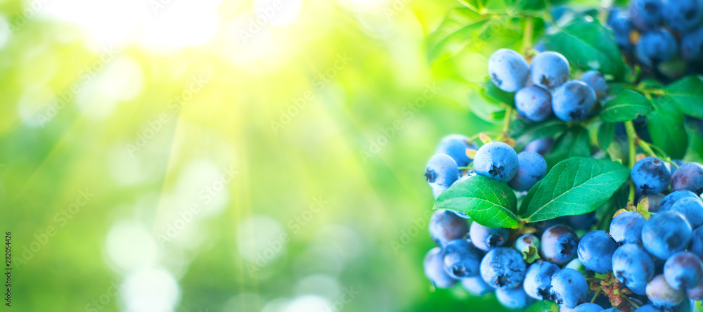 蓝莓植物。生长在花园里的新鲜成熟的有机蓝莓。健康食品。农业