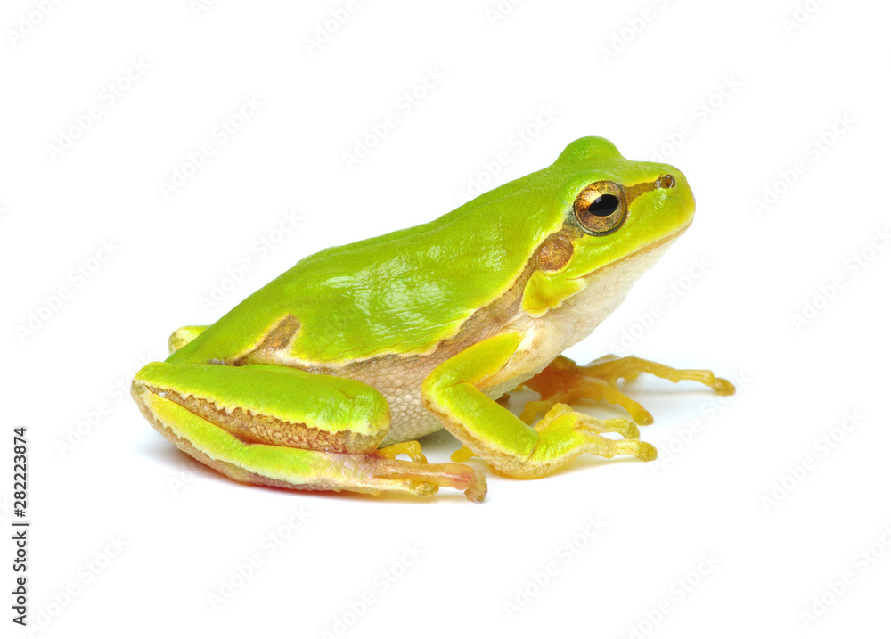 隔离在白色上的绿色树蛙