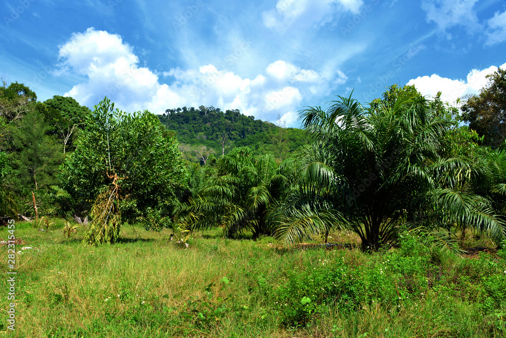 Colline et végétation tropicale en Thaïlande