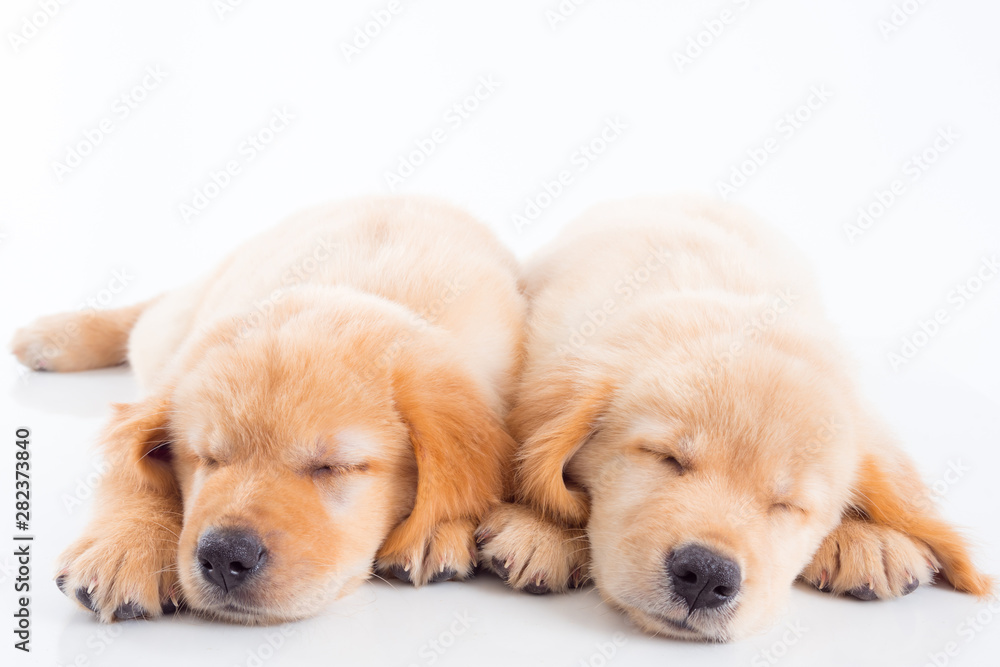 两只小金毛猎犬睡在白色背景的地板上