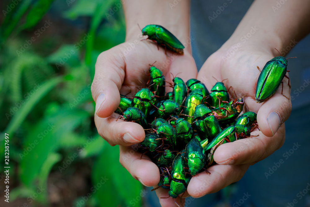 女性手中的美丽珠宝甲虫，（金属木钻甲虫，Buprestid）昆虫，concept