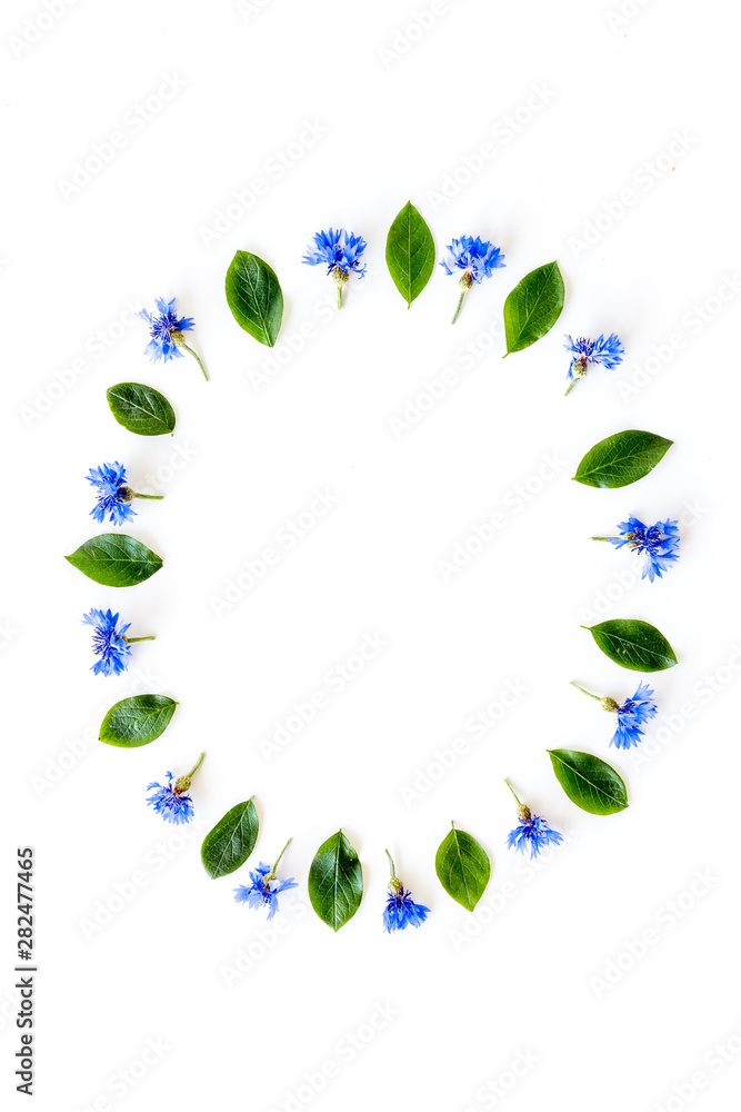 田野花朵设计，白色背景上有蓝色矢车菊框架俯视模型