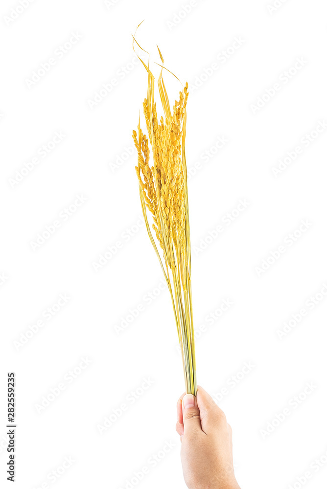 手拿一个白色背景的金色稻穗