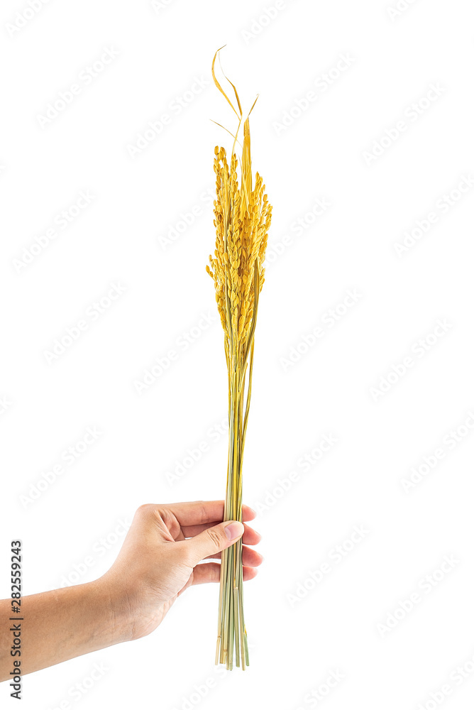 手握白底金黄色稻穗
