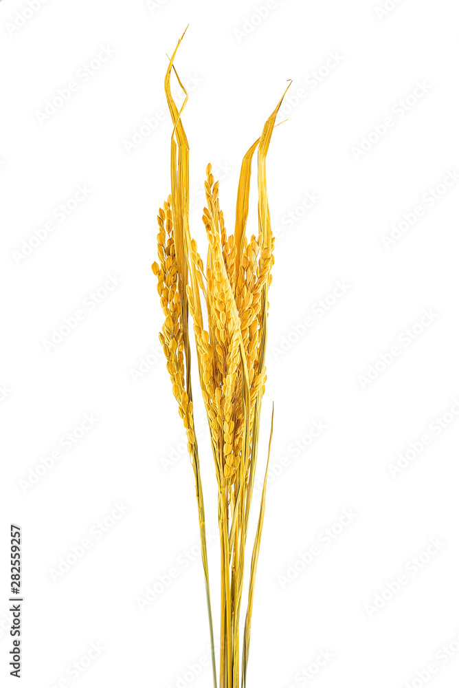 白底金黄色的稻穗