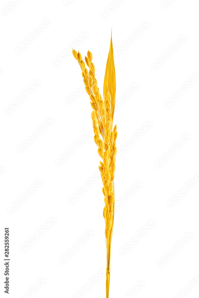 Closeup of a golden rice ear on a white background