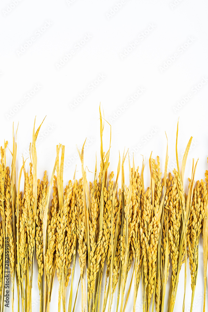 一排金黄色的稻穗在白色背景上展开