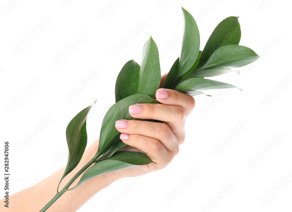 修指甲很漂亮的女性手在白底上拿着绿色的树枝