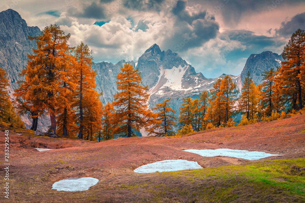 斯洛文尼亚朱利安阿尔卑斯山橙色落叶松的奇妙秋季景观