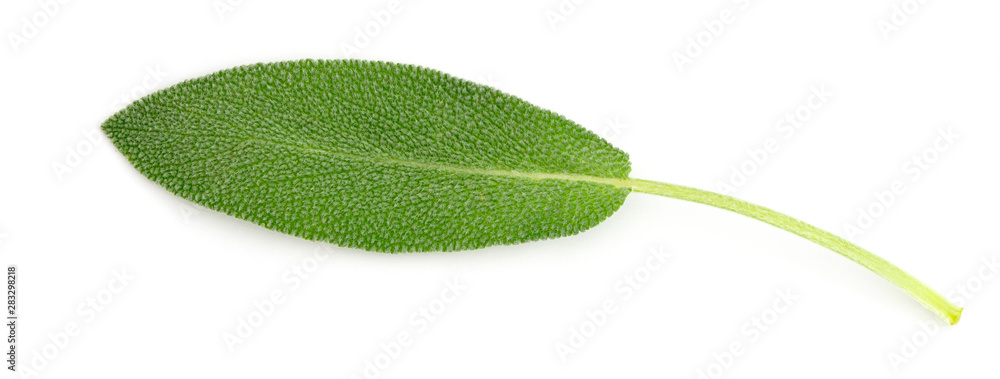 在白色背景上特写一片新鲜的绿色鼠尾草叶子