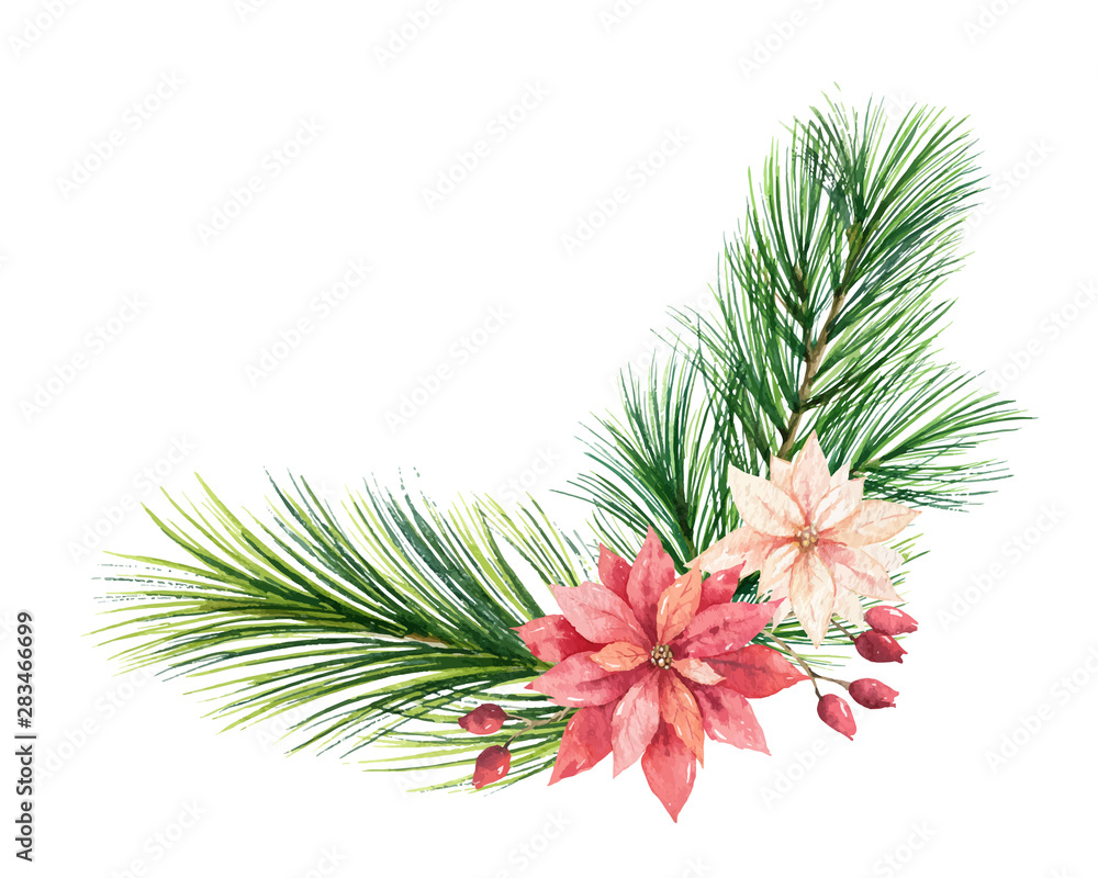 水彩矢量圣诞花环，配以冷杉树枝和一品红花朵。