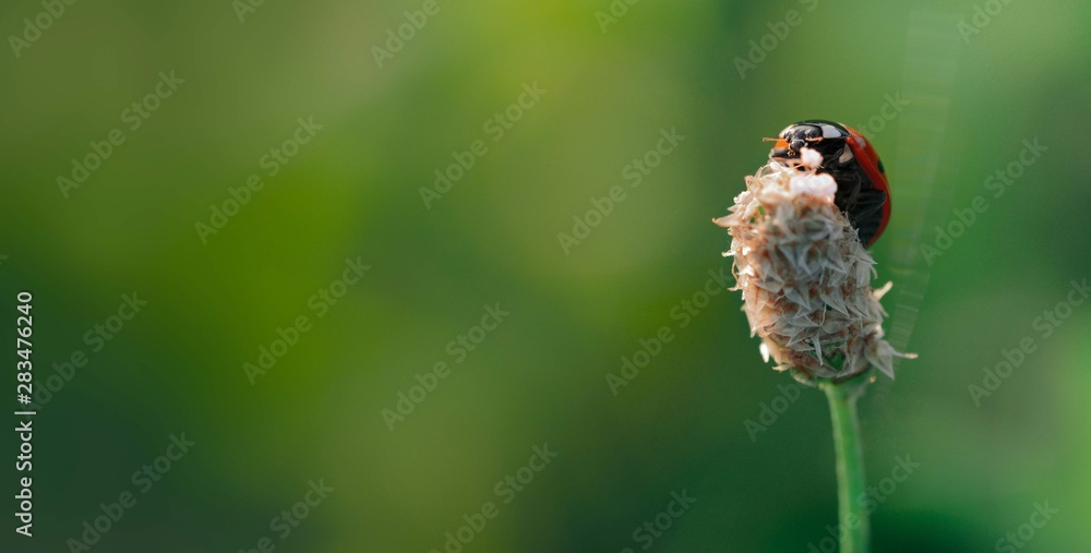 Ladybug（Ladybird）宽微距照片。红色，斑点昆虫。绿色，孤立背景。柔焦，模糊