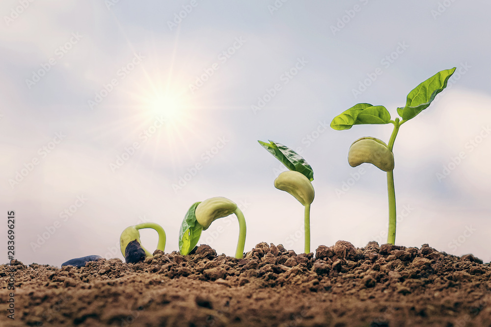 在阳光背景下的花园和蓝天中种植种子生长步骤概念。农业理念