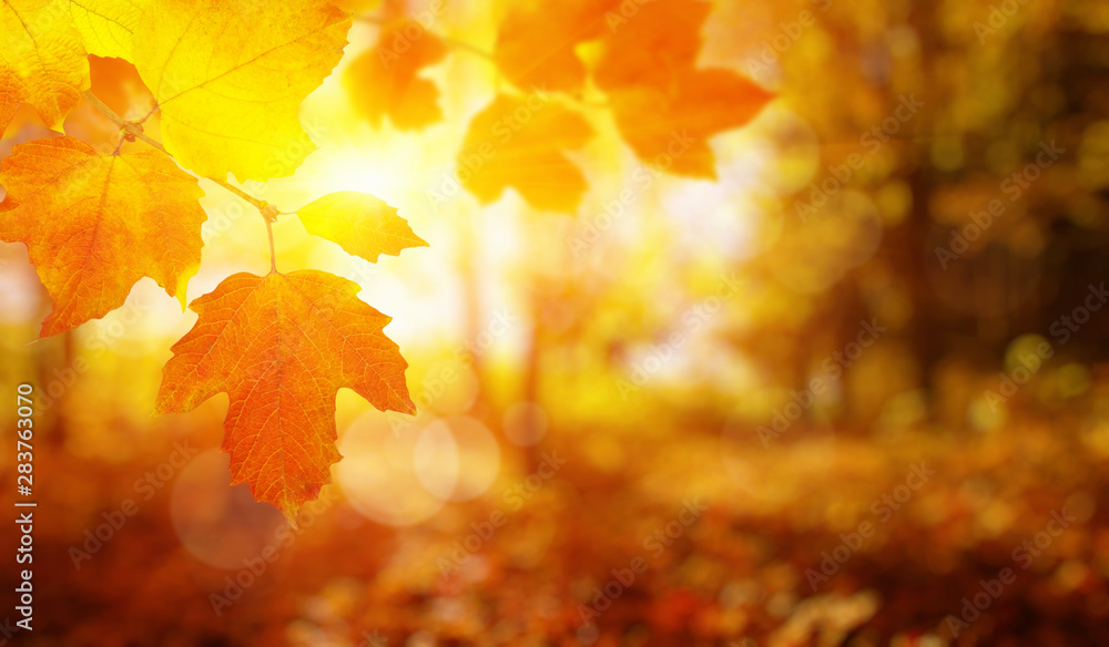 秋天的树叶落在太阳上。