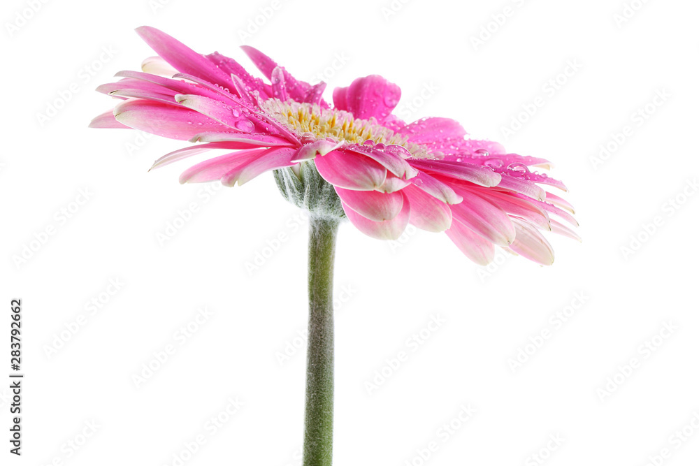 Pink gerbera flower on white