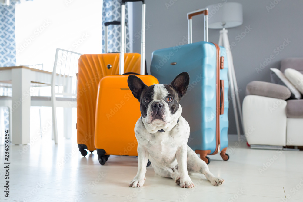 法国斗牛犬坐在打包的旅行袋旁