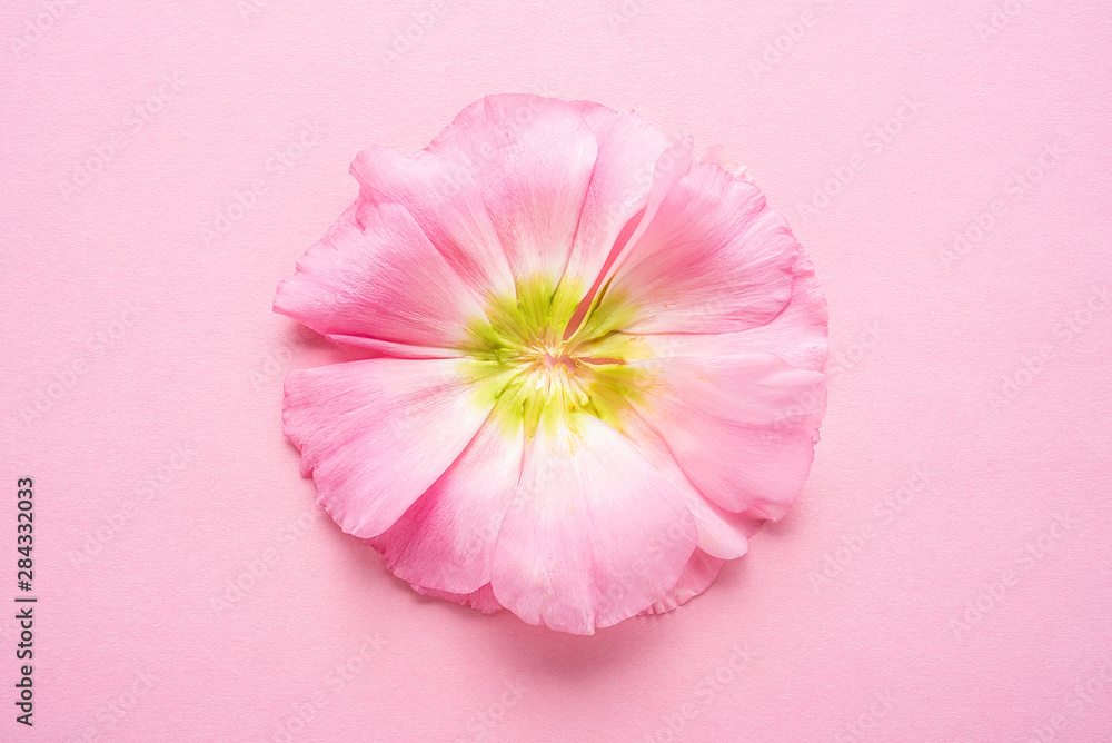 粉色背景上的一朵桔梗花
