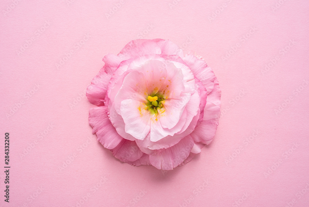 粉红色背景上的一朵桔梗花
