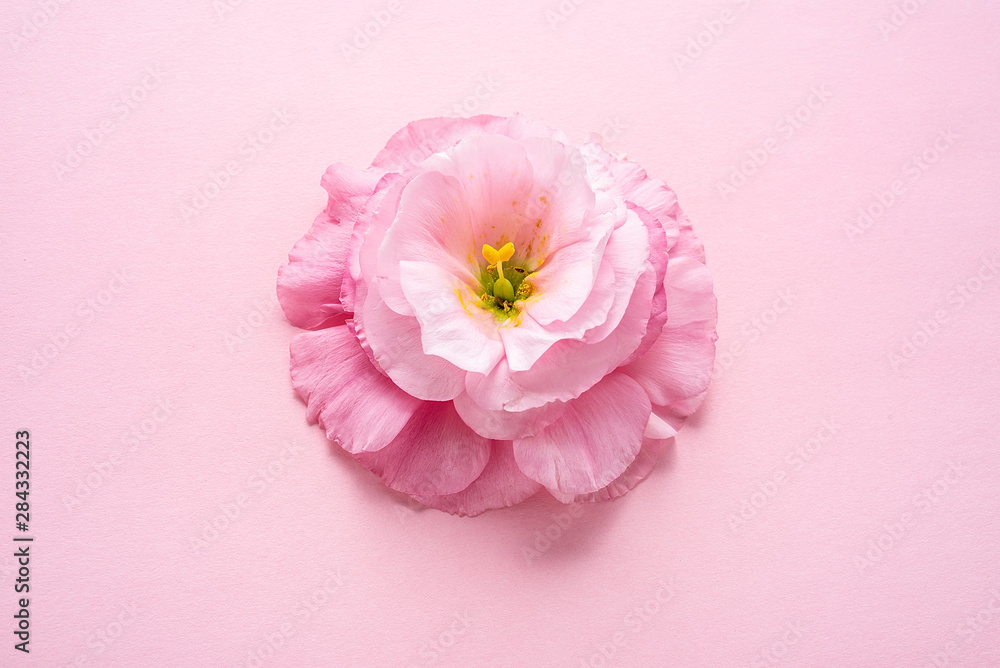 粉红色背景上的一朵桔梗花