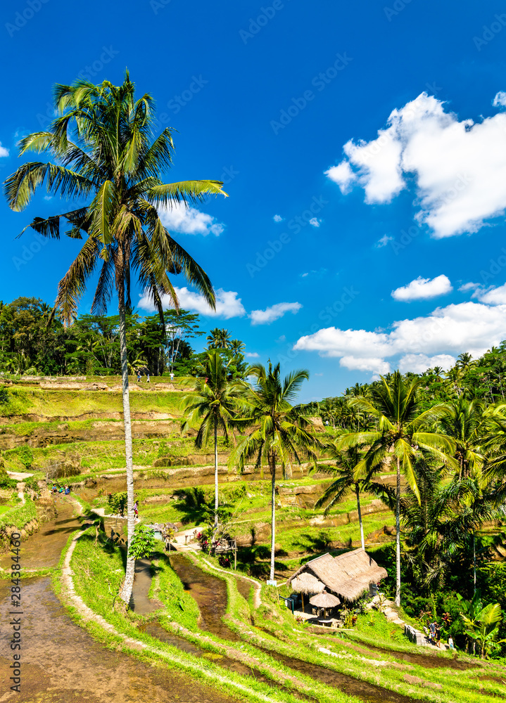 印度尼西亚巴厘岛上的Tegalalang水稻梯田