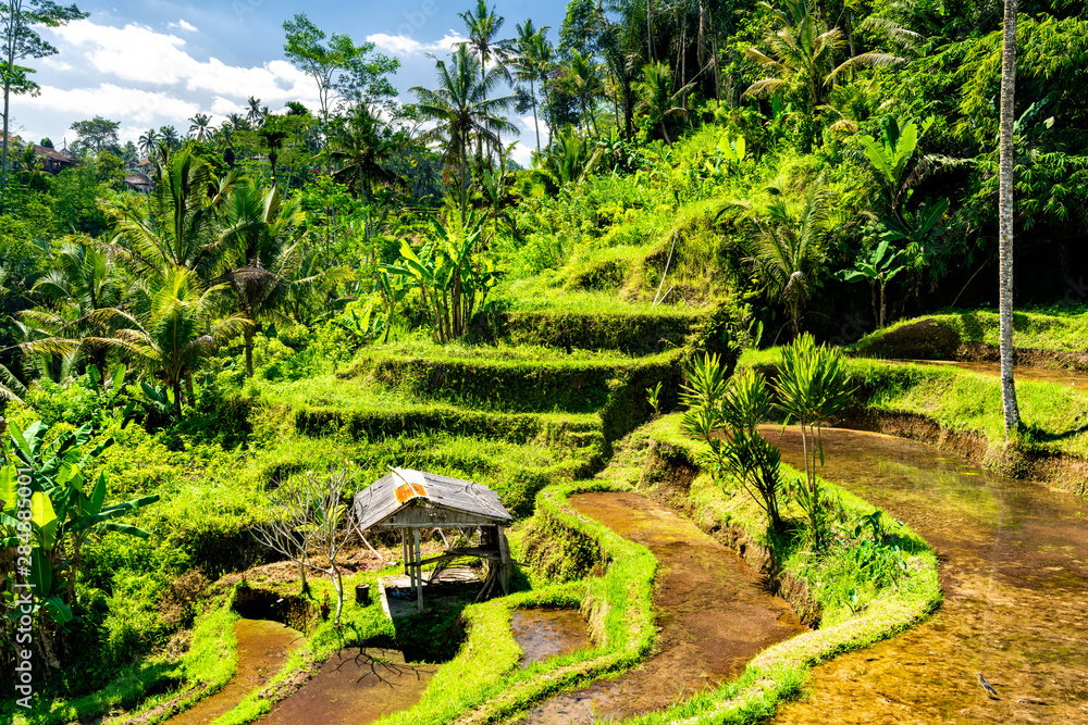 Tegallalang Rice Terraces on Bali in Indonesia