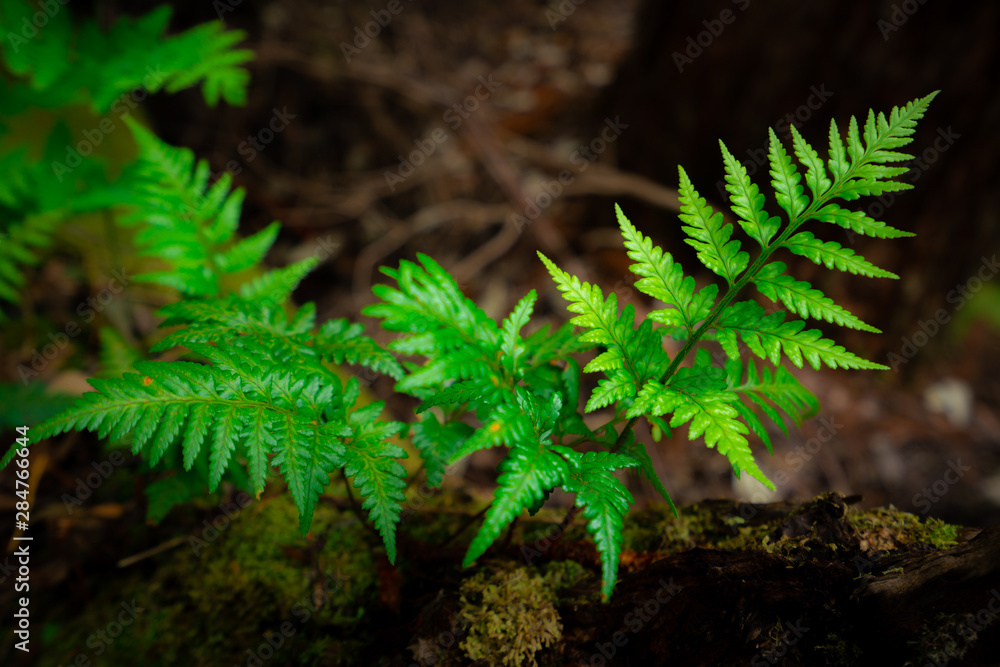 澳大利亚塔斯马尼亚热带雨林丛林中的野生蕨类植物。自然特写背景。