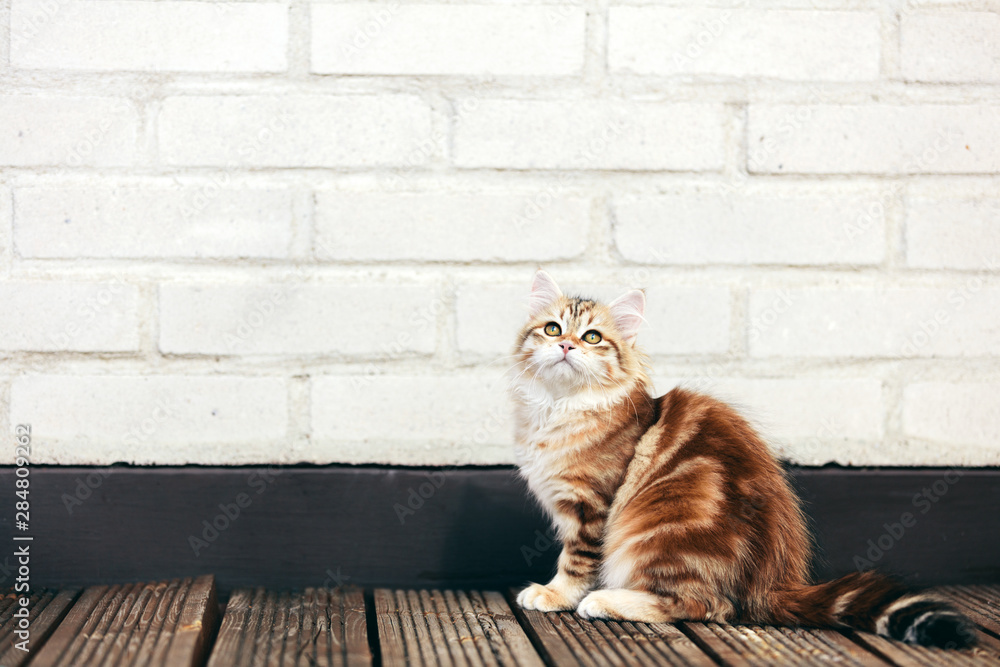 A kitten - Siberian cat sitting on wooden terrace, looking up