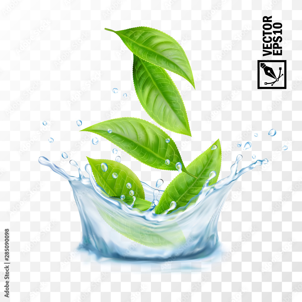 Realistic transparent isolated vector splash of water with leaves, editable handmade mesh
