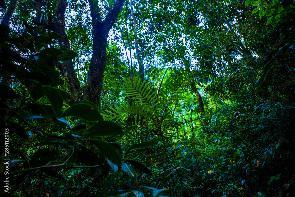 巴西大西洋森林景观