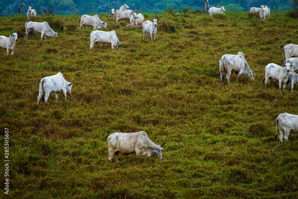 巴西亚马逊地区被砍伐农场牧场上的牛