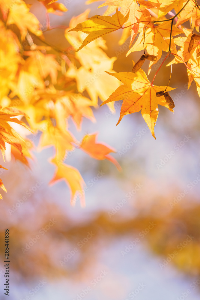 Beautiful maple leaves in autumn sunny day in foreground and blurry background in Kyushu, Japan. No 