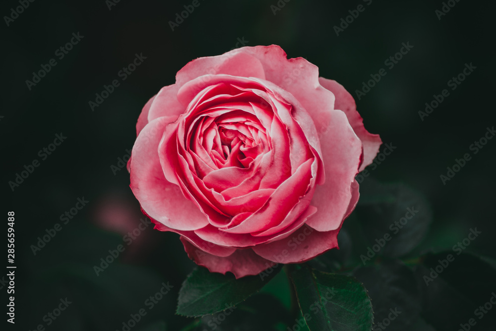 Beautiful Rose (Taken in my Garden)
