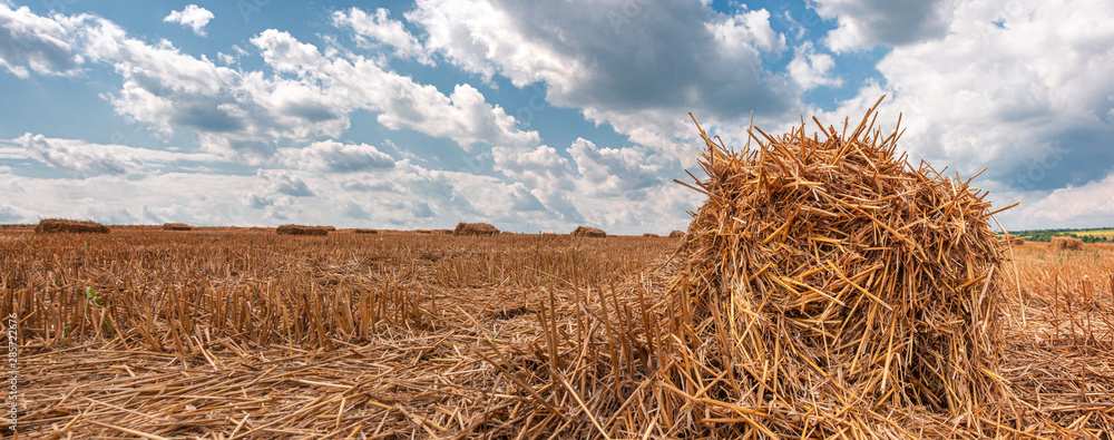 一大片田地的全景，上面堆放着成捆的稻草