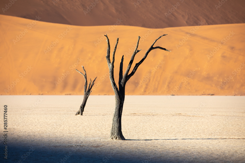 在干旱的迪德夫莱潘，纳米比亚苏苏斯夫莱，日出时，死亡的金合欢树投下阴影。