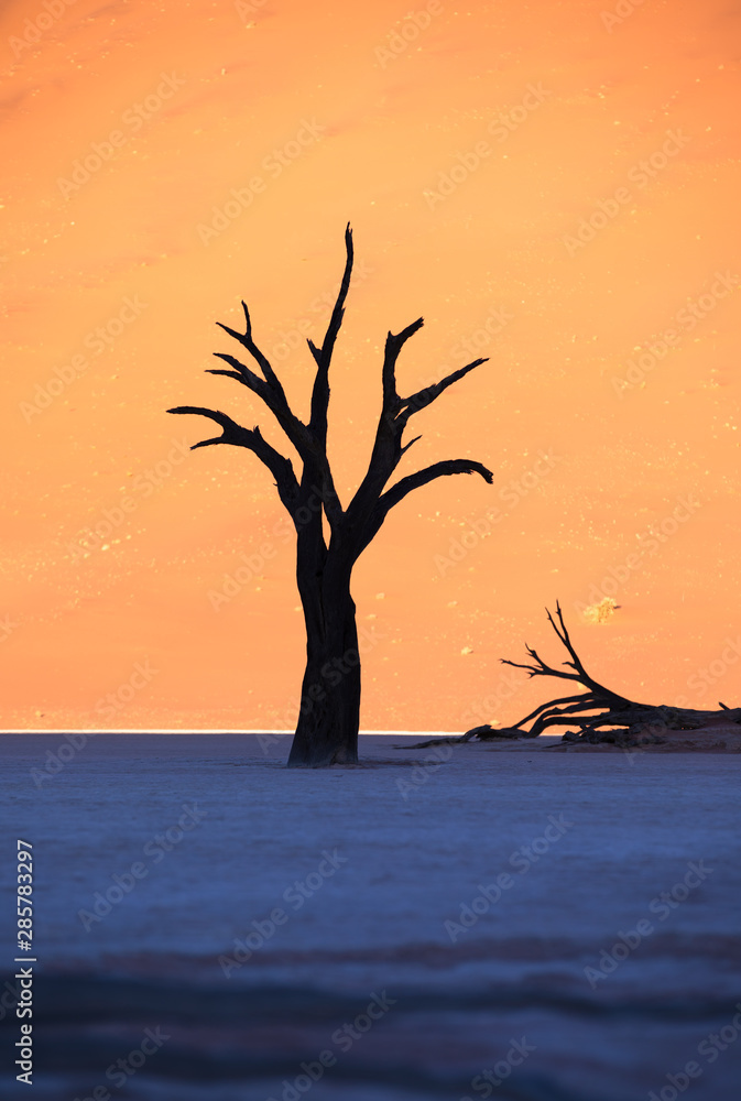 纳米比亚索苏斯夫莱，干旱的迪德夫莱潘，日出时，枯死的金合欢树投下阴影。