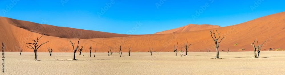 Panorama of dead acacia trees casting shadows during sunrise in arid Deadvlei pan. Sossusvlei, Namib