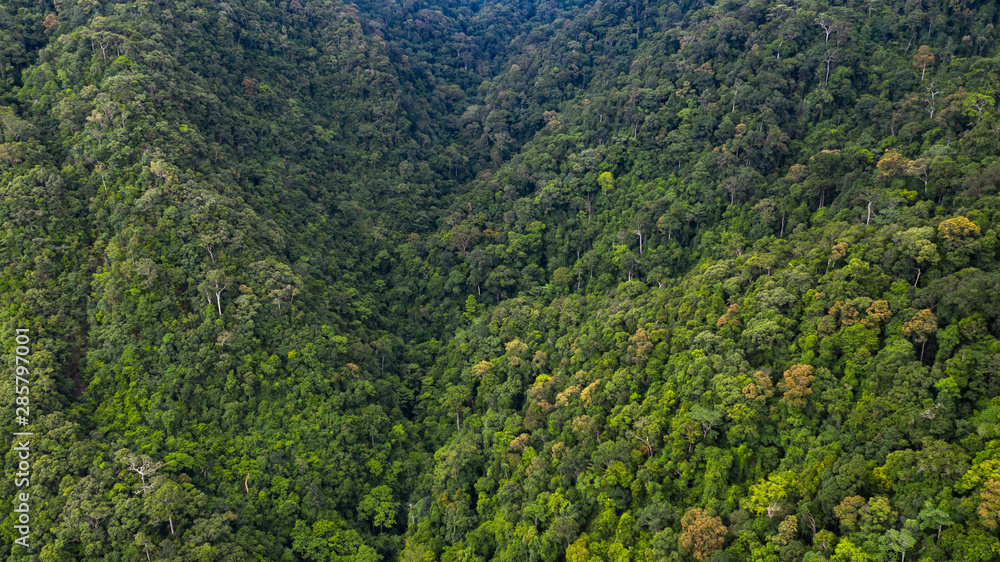 鸟瞰亚洲热带雨林，森林树木纹理和背景。