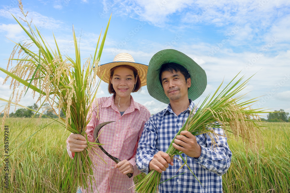Asian farmer man and woman wearing a hat Pink and blue striped shirt Holding the golden paddy grains