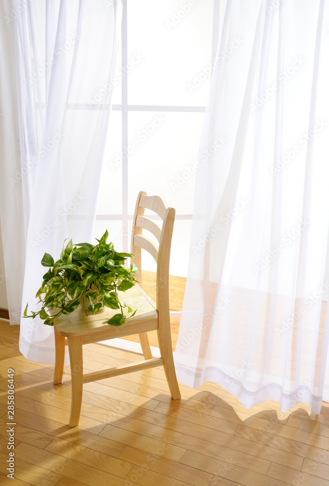 houseplant on wooden chair in room