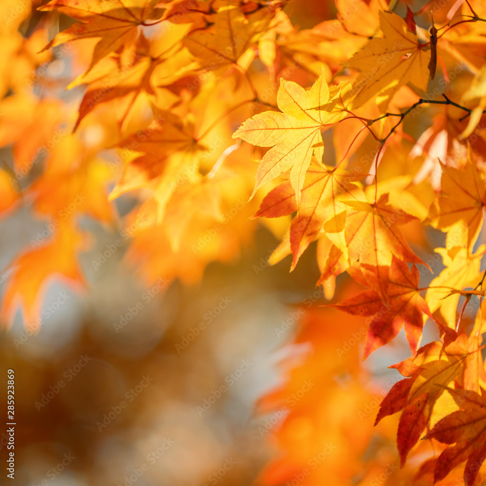 日本九州，秋日阳光明媚，背景模糊。没有