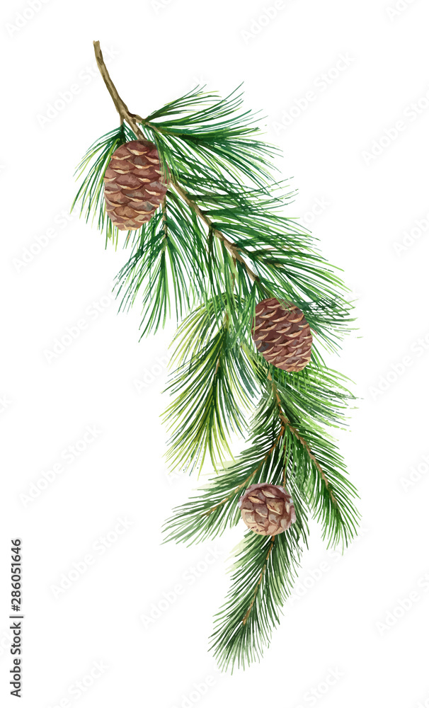Watercolor vector green spruce branch with cones, Christmas tree.