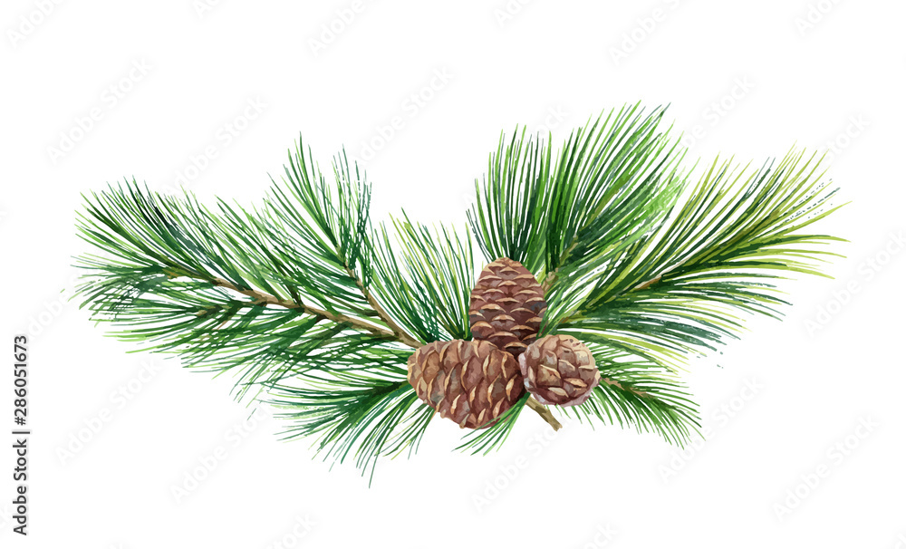 Watercolor vector green spruce wreath with cones, Christmas tree.