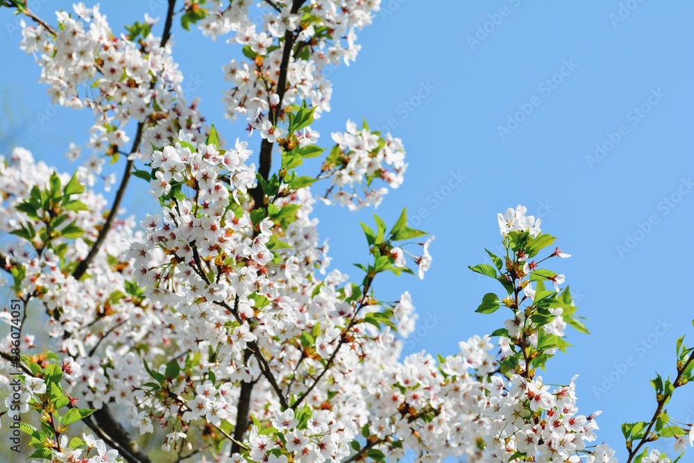 蓝天下的白樱花。柔和的焦点，模糊的背景。四月的春天。呜呜